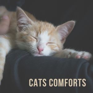 Cat Music Therapy的专辑Cats Comforts