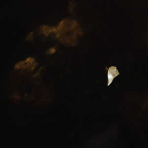 Album prose-op.2 from 