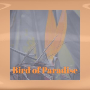 Various的專輯Bird of Paradise