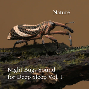 Sleepy Night Music的專輯Nature: Night Bugs Sound for Deep Sleep Vol. 1