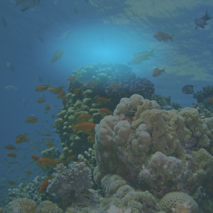 อัลบัม Relaxed Horizons: Ocean ASMR for Stillness and Relaxation ศิลปิน Relaxing Zen Music Therapy