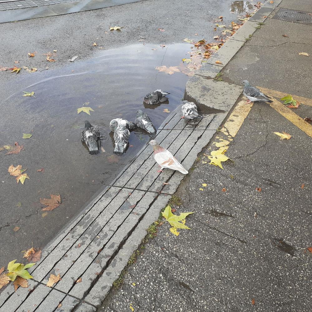 Pigeon
