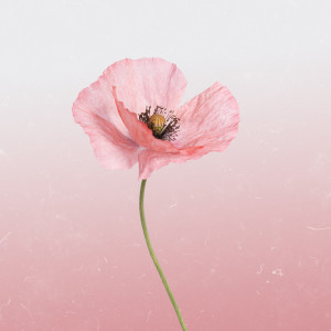 Album Pink Poppy from Heyson