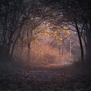 Listen to Inner Artist song with lyrics from The White Noise Zen & Meditation Sound Lab