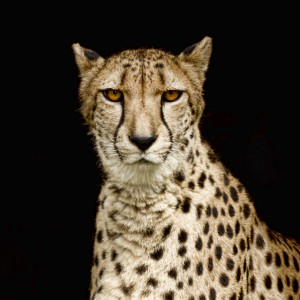 收听The Golden Islands的Higher Magnifications歌词歌曲