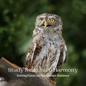Album Study Relaxation Harmony: Evening Forest Owl Naturescape Ambience oleh About A Sudden Rainstorm