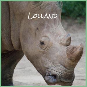Album Lolland oleh Various