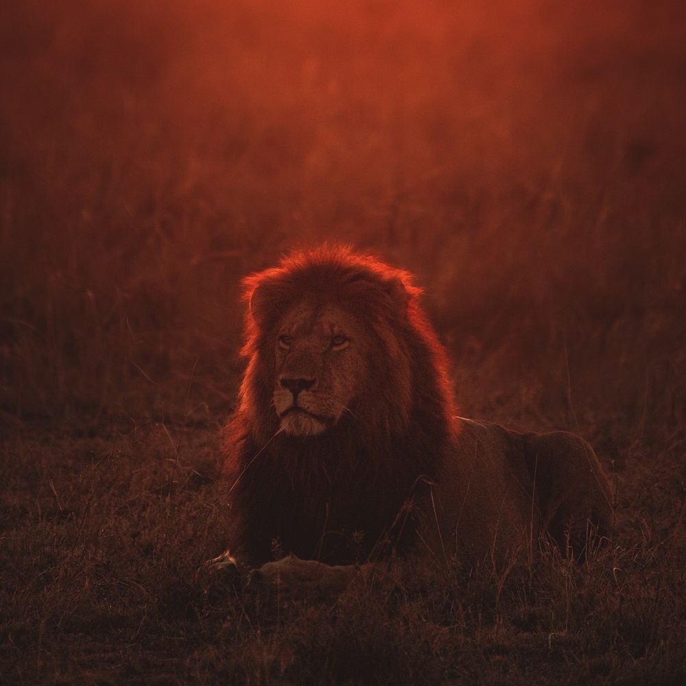 Majestic