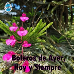 Listen to Errante de un Amor song with lyrics from Raul Lopez