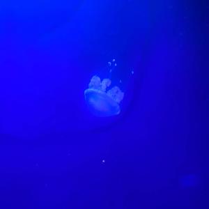 Hoseph.的專輯888betheset!! (feat. c0stiik) [Explicit]