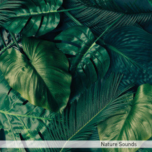 Sons Da Natureza Para Dormir的專輯Nature Sounds