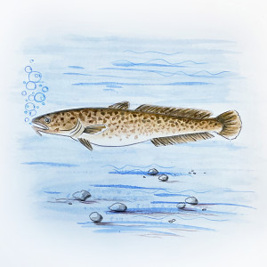 MF Eistee的专辑burbot
