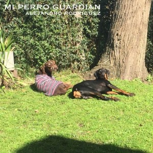 Listen to Mi Perro Guardian song with lyrics from Alejandro Rodriguez