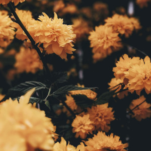 Listen to Spring Rolled song with lyrics from Maki Fuego
