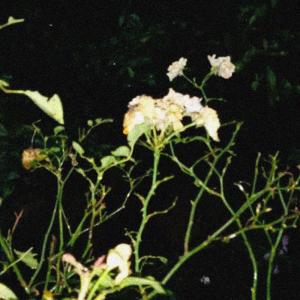 Album waiting for my end from 