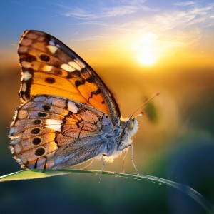 ดาวน์โหลดและฟังเพลง A Gentle Rise In The Music พร้อมเนื้อเพลงจาก Nature Sounds Relaxing