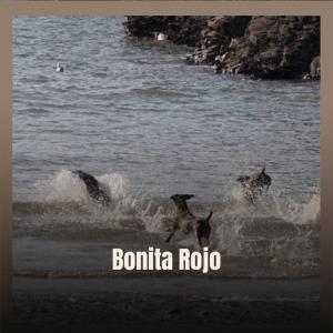 อัลบัม Bonita Rojo ศิลปิน Various Artists