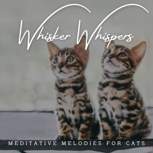 Piano Whisker Whispers: Meditative Melodies for Cats