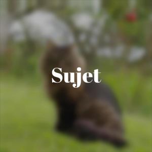 Listen to Whereunto Anyone song with lyrics from Dhon Muez