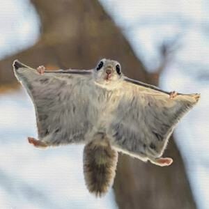 Album Flying Squirrel from Hiqie