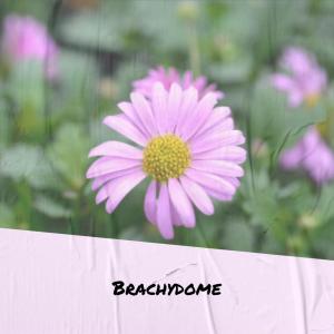ดาวน์โหลดและฟังเพลง Brachydome พร้อมเนื้อเพลงจาก Toron Dels