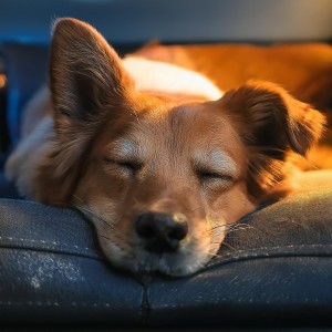 ดาวน์โหลดและฟังเพลง Un Sonido Acogedor Para Perros พร้อมเนื้อเพลงจาก Olas susurrantes