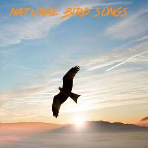 Andrew Cole的專輯Natural Bird Songs
