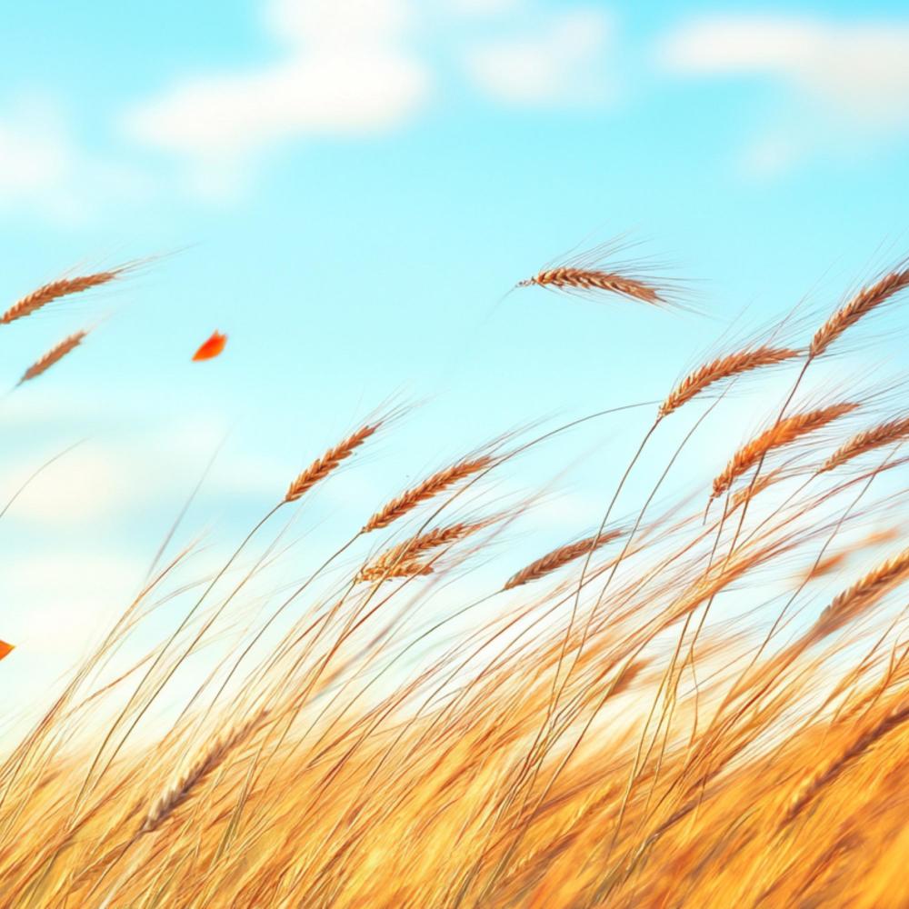 Whispering Winds