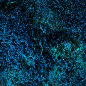 收聽Dave Seaman的Gumball (Dario D'Attis Remix)歌詞歌曲