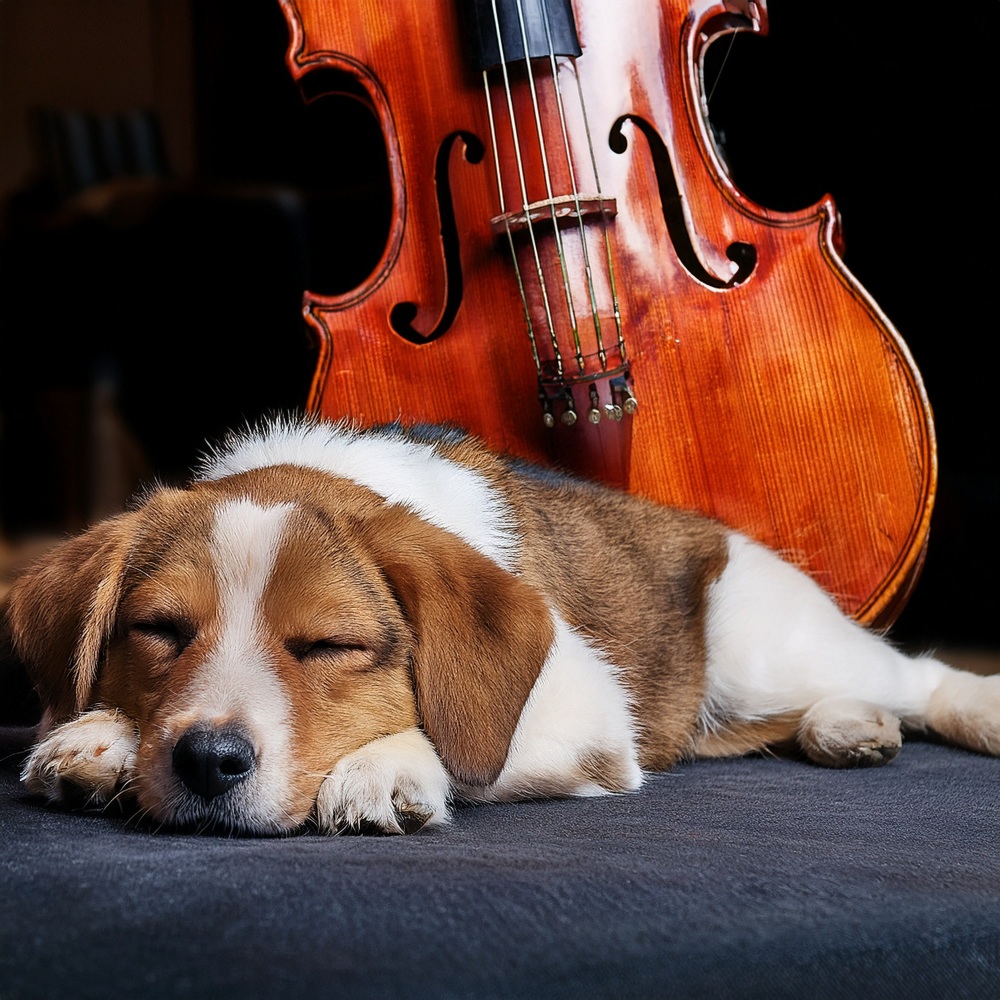 Comforting Rhythms For Canines