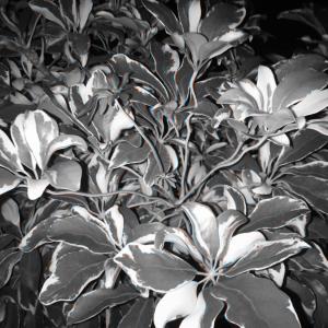 YXNG CLOUD的专辑U Shouldn't Know