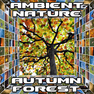 Listen to Autumn Forest (Original) song with lyrics from Ambient Nature