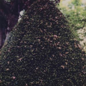 Ian Hawgood的專輯tape fragments for peace