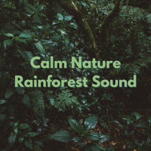 Calm Nature Rainforest Sound