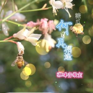 Album 何日再相逢 from 糖瓜