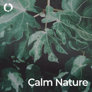 Bird Sounds的專輯Nature Calm Down: Stressless with Green Noise