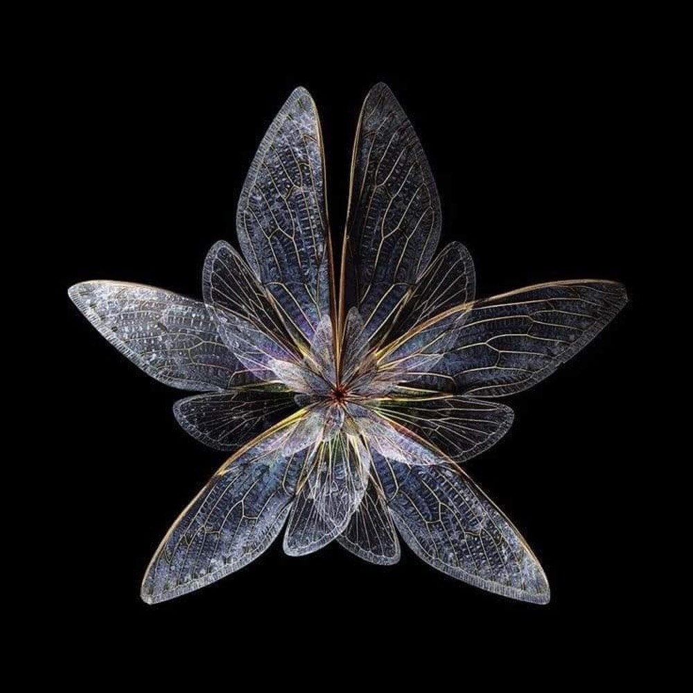 Metamorfo