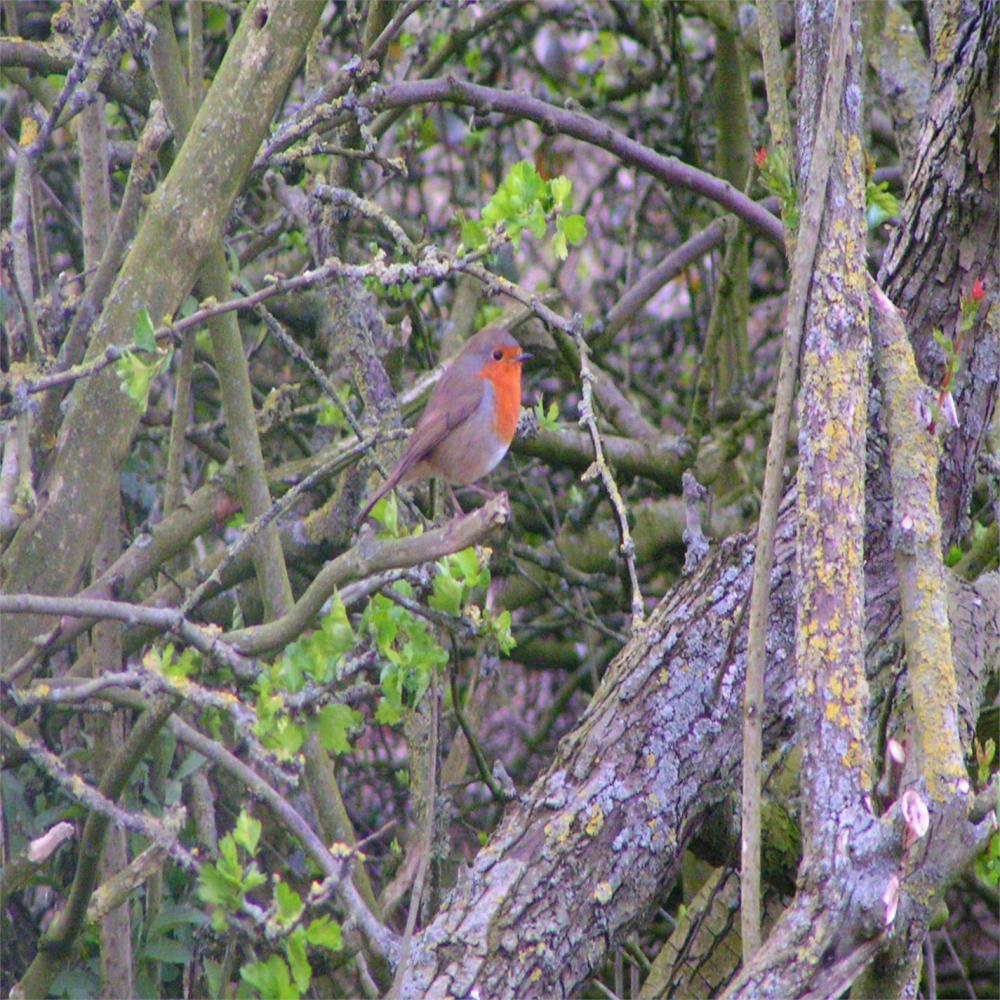 Blossom Bird (Studio Recording)