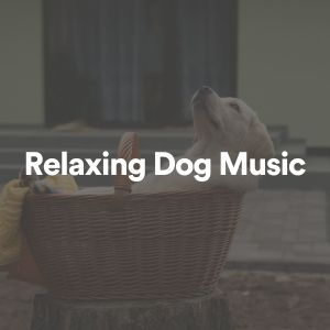 Listen to Relaxing Dog Music, Pt. 17 song with lyrics from Sleeping Music For Dogs