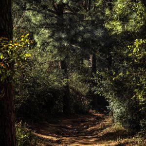 收听Sounds of Nature Relaxation的Rain Drops歌词歌曲