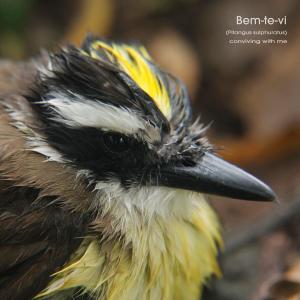 conviving with me的專輯Bem-te-vi (Pitangus sulphuratus)