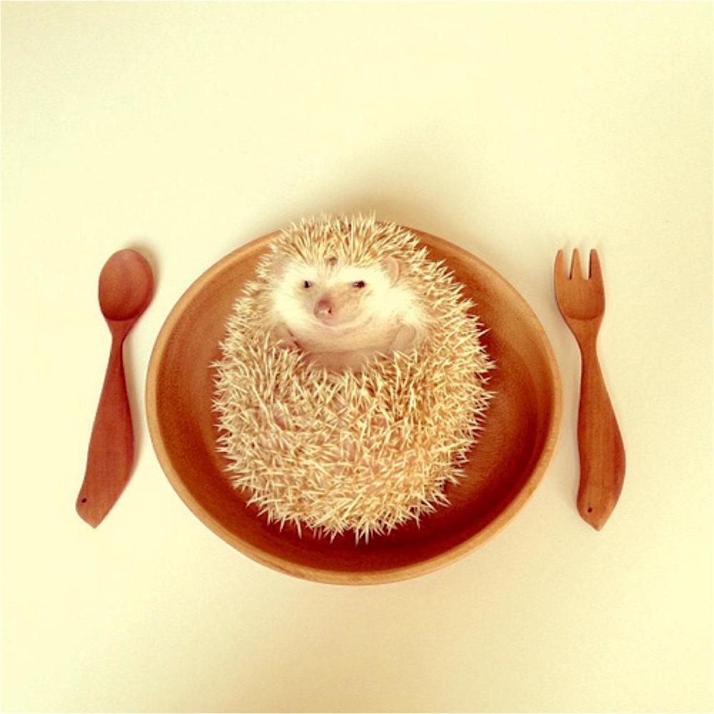 What's For Breakfast?