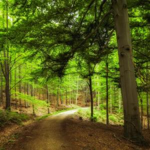 Listen to Sonder song with lyrics from Zen Music Garden