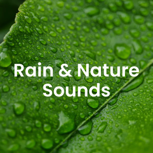 อัลบัม Healing Nature: Calming Sounds of Birds & Tranquil Environments ศิลปิน Healing Power Natural Sounds Oasis