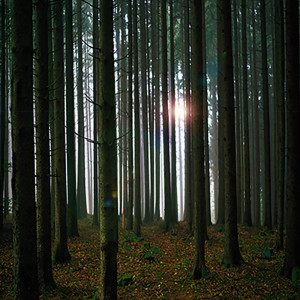 Album Wind Through the Woods from Kai Mckai