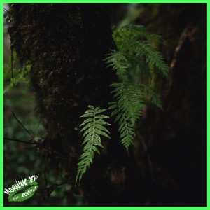 อัลบัม MORNING DEW (Explicit) ศิลปิน Frank Leone