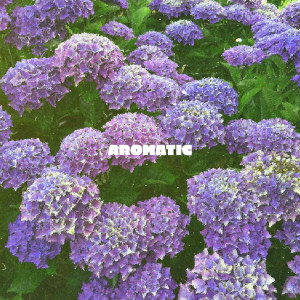 default album img
