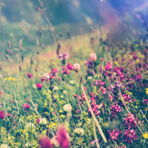 default album img
