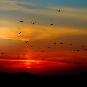 收听Deep Sleep的Music for Meditation and Relaxation歌词歌曲