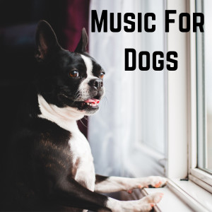 Calm Pets Music Academy的專輯Music For Dogs
